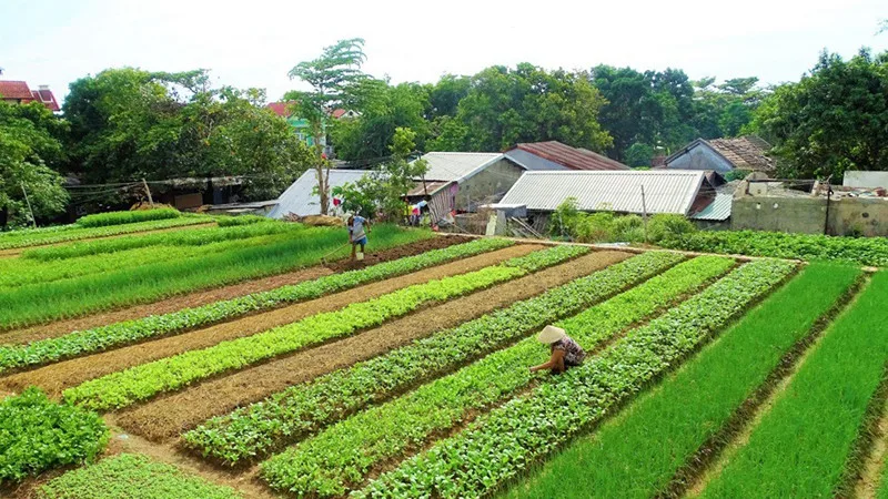 Hoi An Countryside Life
